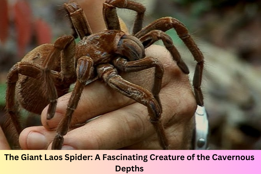 giant laos spider