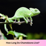 how long do chameleons live