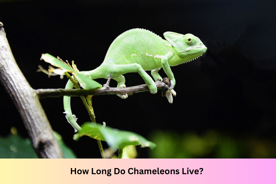 how long do chameleons live